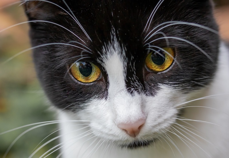 Black and white cat face